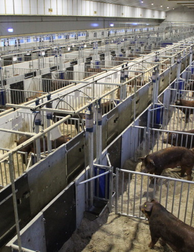 DanBred B.V. Son en breugel afbeelding 3 DanBred B.V. Son en breugel afbeelding 3